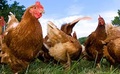 Umzäunung für Hühner und Hähnchen