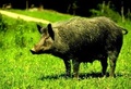 Forstwirtschaftliche Wildschweinnetze