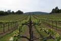 Drähte in Weinbergen und Obstplantagen