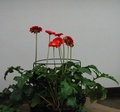 Stützen für Blumen, Pflanzen und Setzlinge