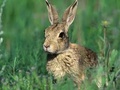Forstwirtschaftliche Netze gegen Kaninchen