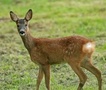 Gemeinsame forstwirtschaftliche Netze für Rehwild und andere Waldtiere