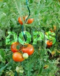 Tomatenspirale - grün