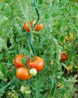 Tomatenspirale - grün