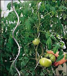 Tomatenspirale