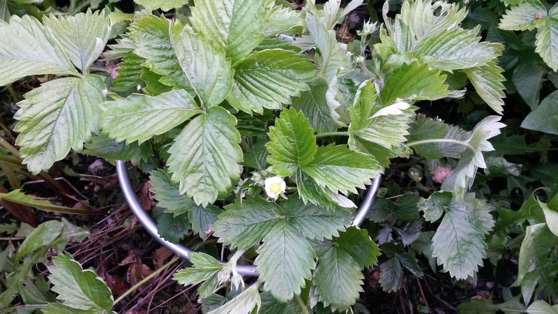 Unterstützung für Erdbeeren